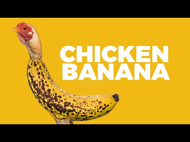 Crazy Music Channel – Chicken Banana